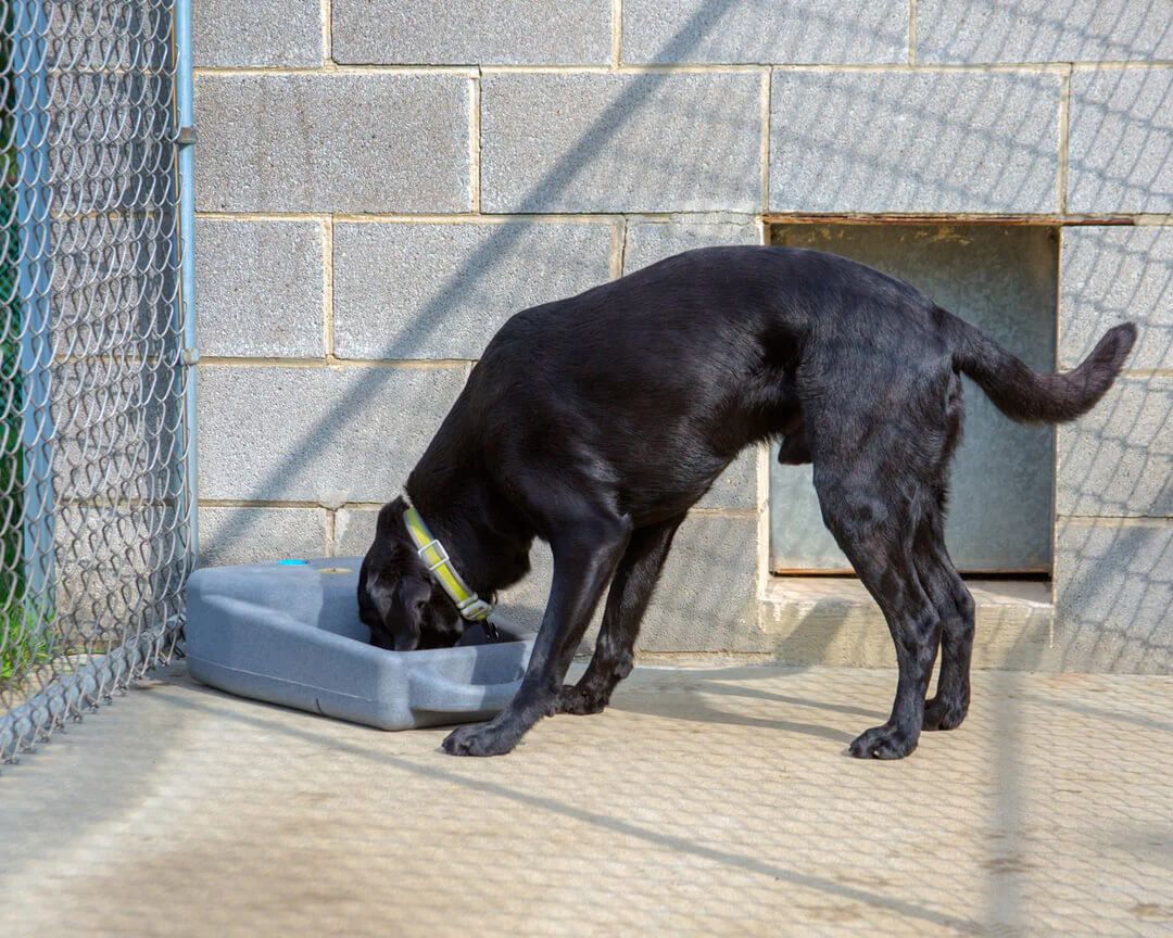 Dakota 283 Dash Portable Water Bowl System - Image 4