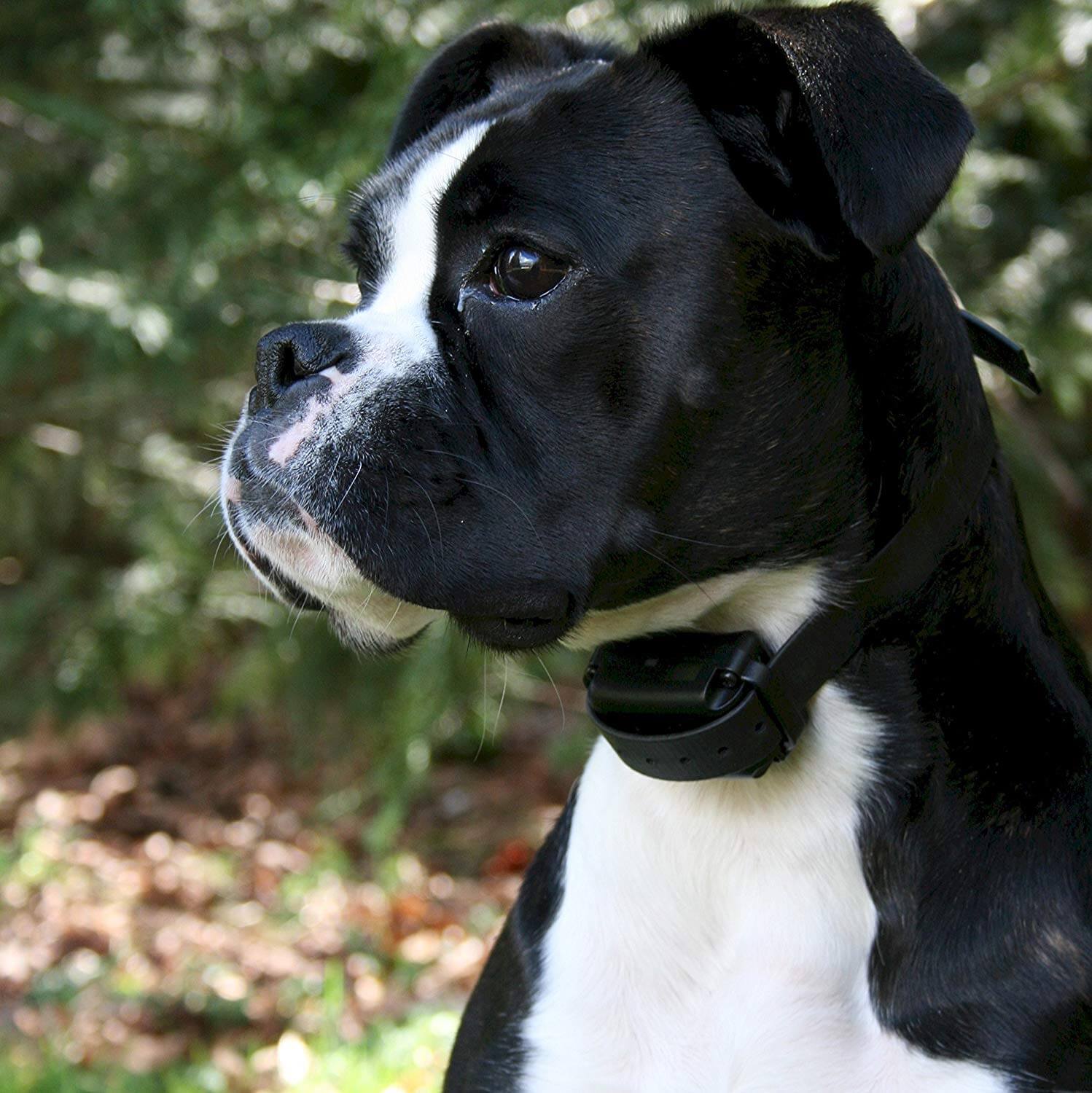 E-Collar Barkless Pro Anti Bark Collar - Image 3