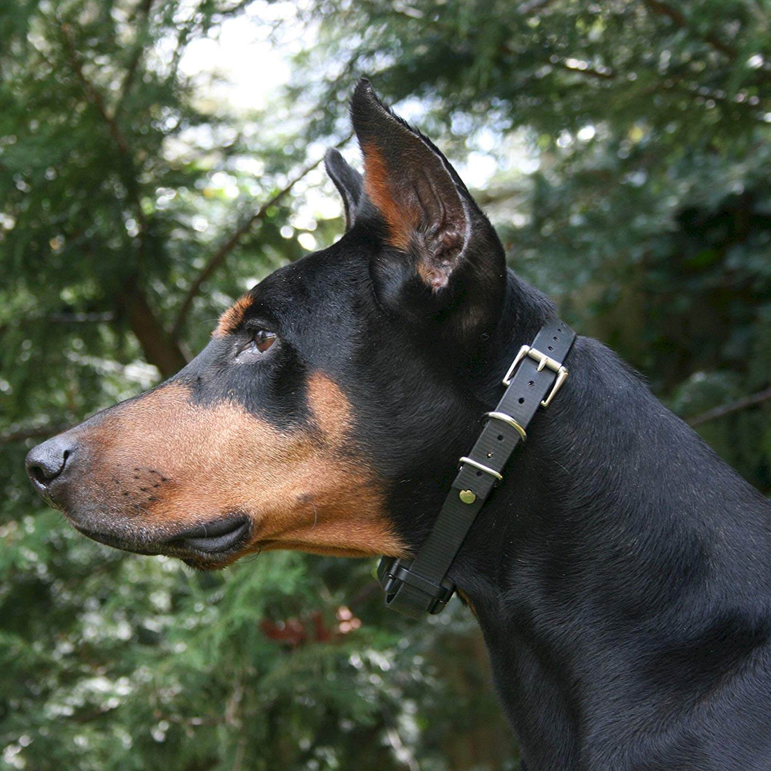 E-Collar Barkless Pro Anti Bark Collar - Image 4