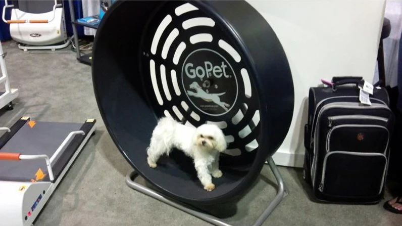 GoPet CG4012 Treadwheel for Small Dogs & Cats Up To 25 lbs no - Image 4