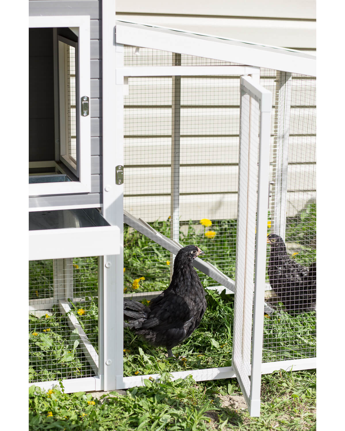 New Age Pet Hampton Chicken Coop with Pen - Image 3