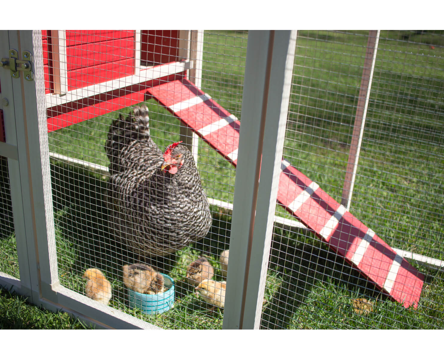 New Age Pet Sonoma Chicken Coop with Pen - Image 11