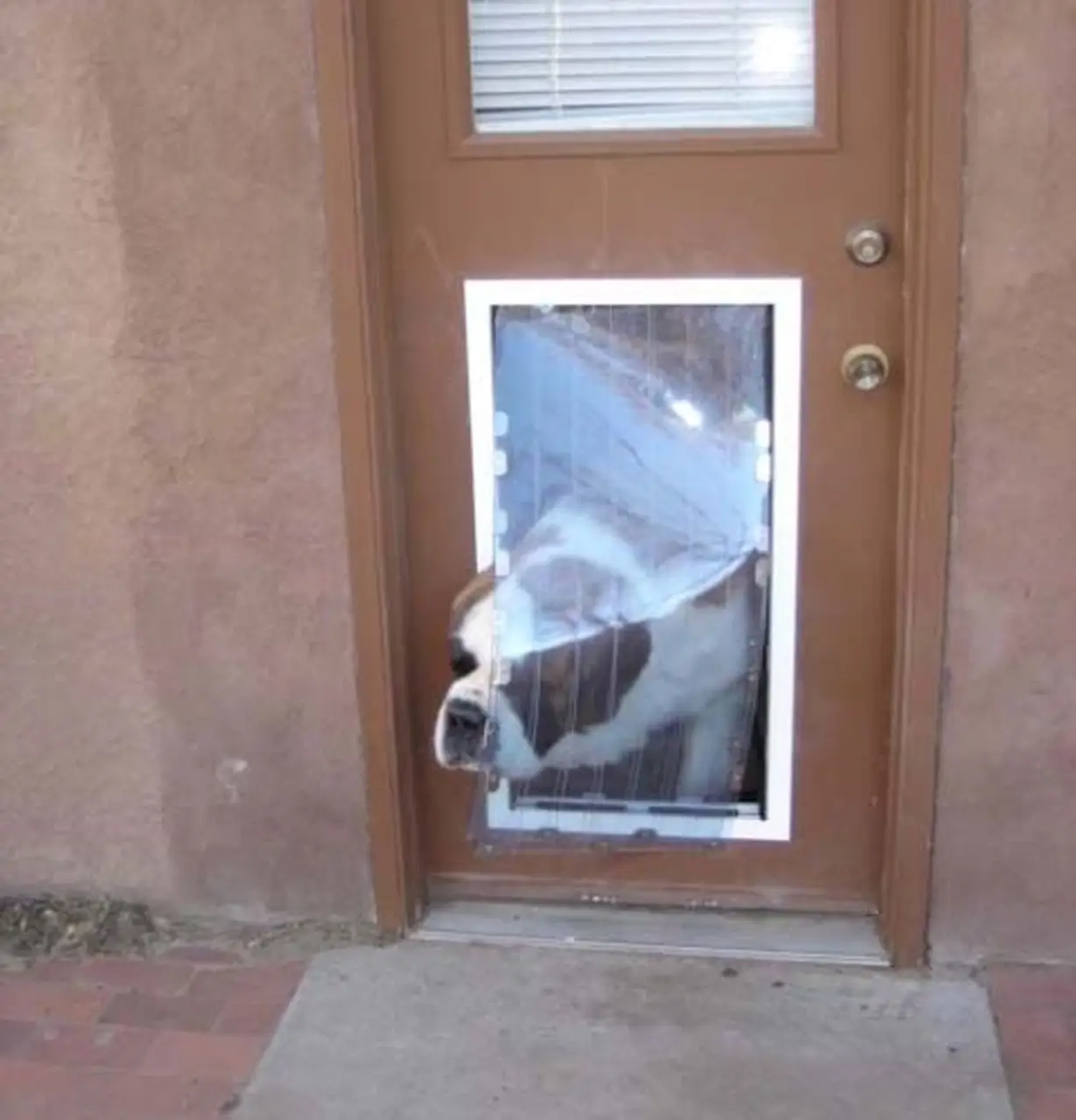 Security Boss MaxSeal Pet Door for Doors - Image 4