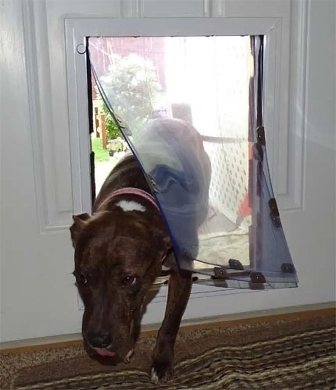 Security Boss MaxSeal Pet Door for Doors - Image 5