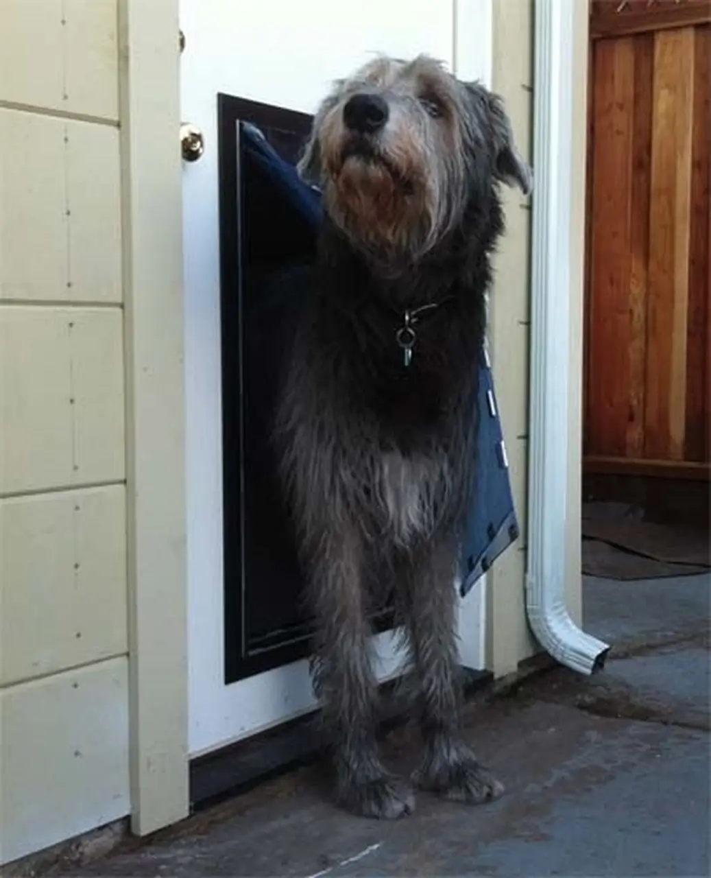 Security Boss MaxSeal Pet Door for Doors - Image 7