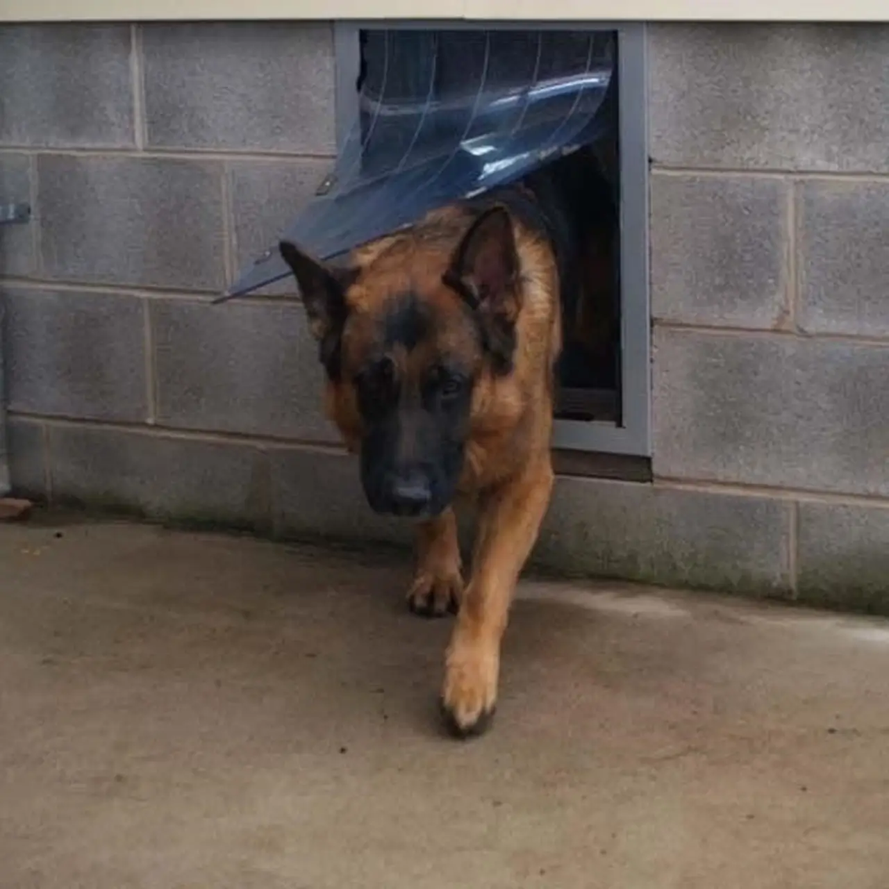 Security Boss MaxSeal Pet Door for Walls - Image 5