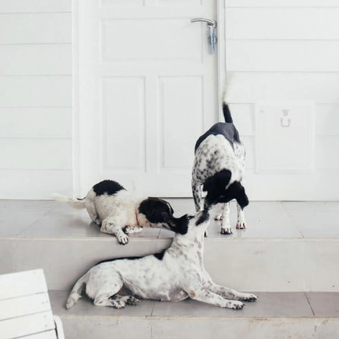 Security Boss MaxSeal Pet Door for Walls - Image 6