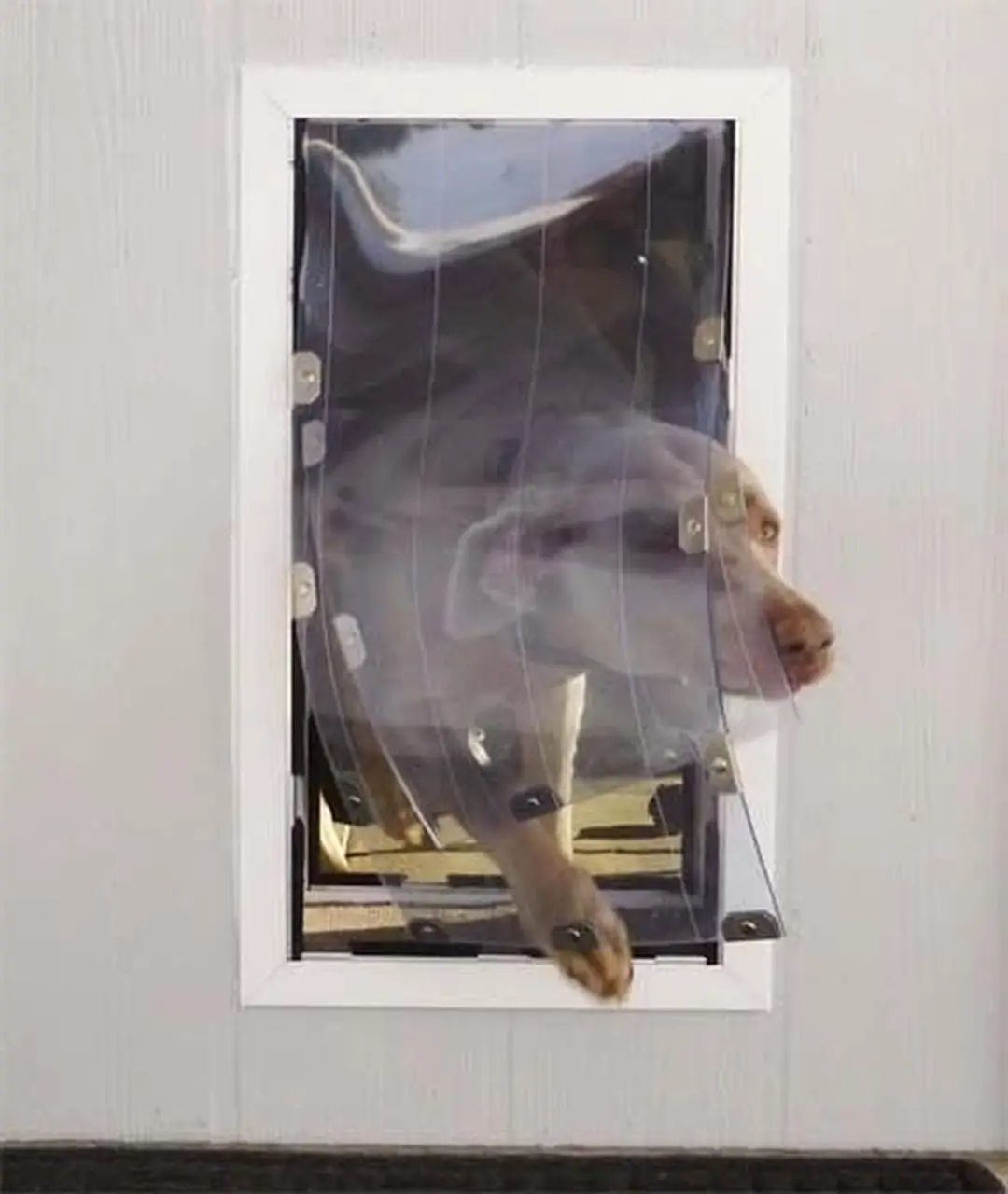 Security Boss MaxSeal Pet Door for Walls - Image 7