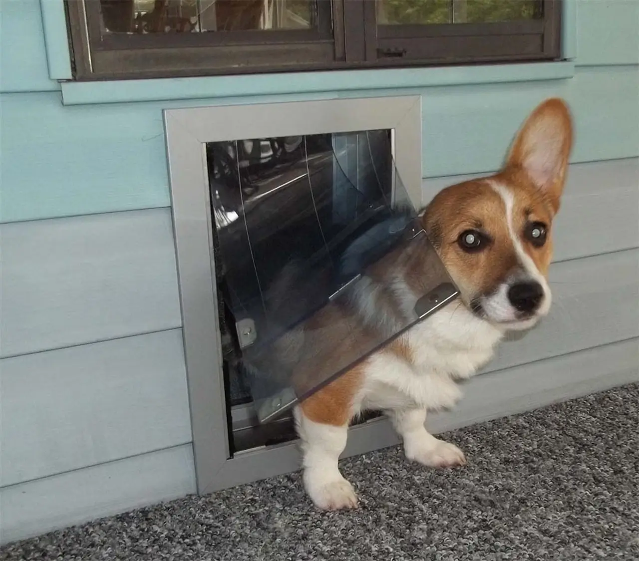 Security Boss MaxSeal PRO Pet Door for Walls - Image 7